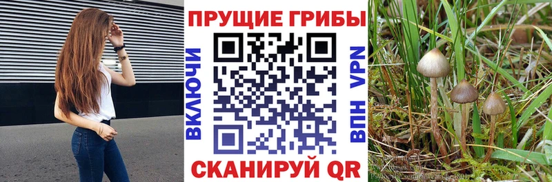 Галлюциногенные грибы Cubensis  Купить закладки  Долгопрудный 